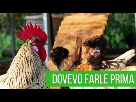 Video: Protezione delle piante dai polli - Come mettere a prova di pollo il mio giardino