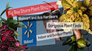 Big Box Store Plant Shopping Walmart Houseplant and Ace Hardware Indoor and Outdoor Plant Finds