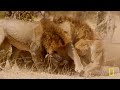 Moving Targets (Full Episode) | Africa's Deadliest: Botswana | Nat Geo Animals