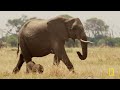 Moving Targets (Full Episode) | Africa's Deadliest: Botswana | Nat Geo Animals