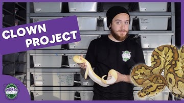 CLOWN BALL PYTHON PROJECT: Project Highlight 2022