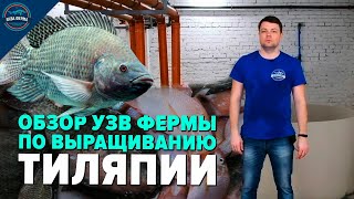 Обзор Узв фермы по выращиванию Тиляпии