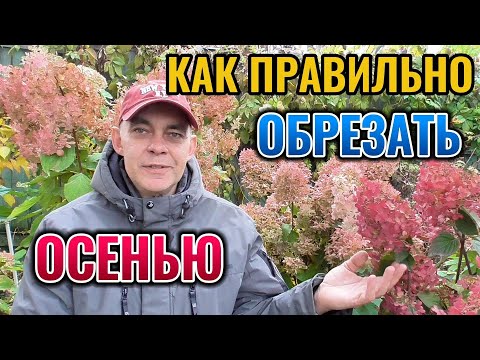 Осенняя обрезка МЕТЕЛЬЧАТОЙ гортензии на ранее цветение и защита штамбов от растрескивания коры 🌺🍂