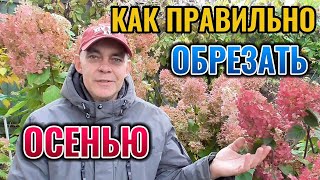 видео: Осенняя обрезка МЕТЕЛЬЧАТОЙ гортензии на ранее цветение и защита штамбов от растрескивания коры 🌺🍂 картинка: Осенняя обрезка МЕТЕЛЬЧАТОЙ гортензии на ранее цветение и защита штамбов от растрескивания коры 🌺🍂