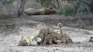 NEW UPDATE!!! All 7 lion cubs alive and well!