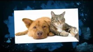 Pet Cremation in Houston Texas