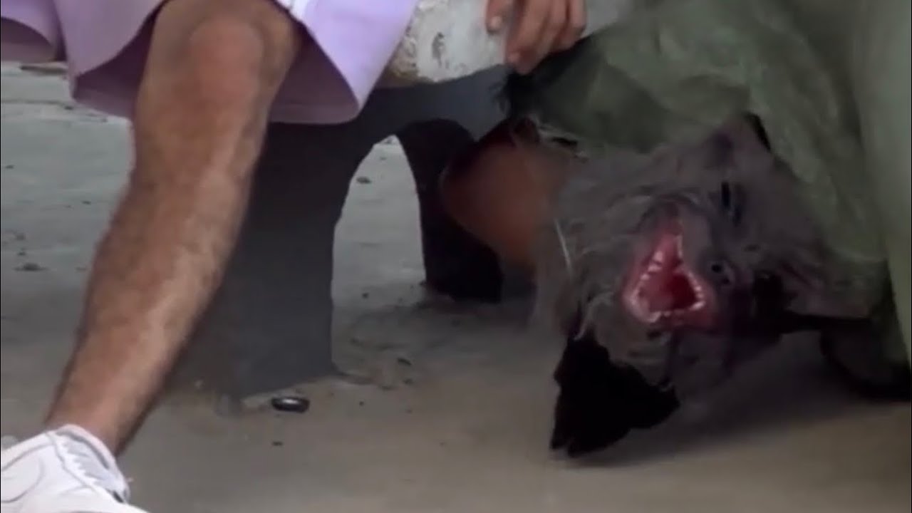 El perro 🐕 con mal de rabia #bromas