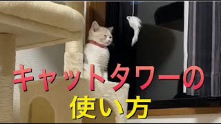 キャットタワーでの居眠り【スコティッシュフォールド】