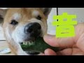 キュウリのヤケ食いで最高の音を立てる柴犬まめ