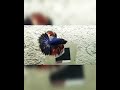 Betta Fish 176 Shorts Beautiful Bettafish Bettafishtank Betta Fish 176 Shorts Beautiful Bettafish Bettafishtank