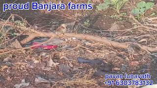Free range desi chicken farming @ proud Banjara farms by pavan lunavath 