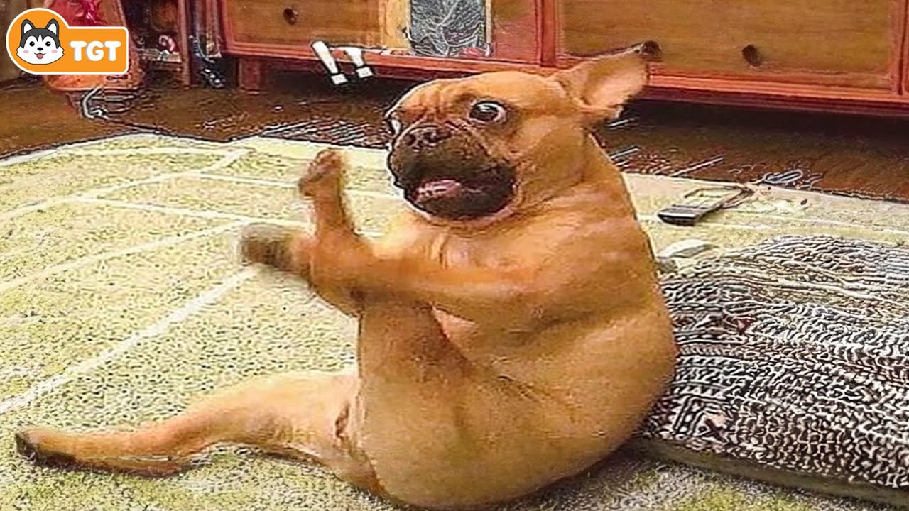 When Your Dogs as Your Daily Dose of Joy😄🐶 Funny Dog Videos 2025 #1