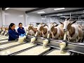 World S Most Advanced Goat Processing Technology Don T Miss The Fastest Way To Raise Goats World S Most Advanced Goat Processing Technology Don T Miss The Fastest Way To Raise Goats