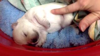 Tickle Sleeping Golden Retriever Puppy by Super Puppy 2,803 views 8 years ago 28 seconds