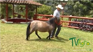 Cría de Mulas Miniatura (Ponis) - TvAgro por Juan Gonzalo Angel ...