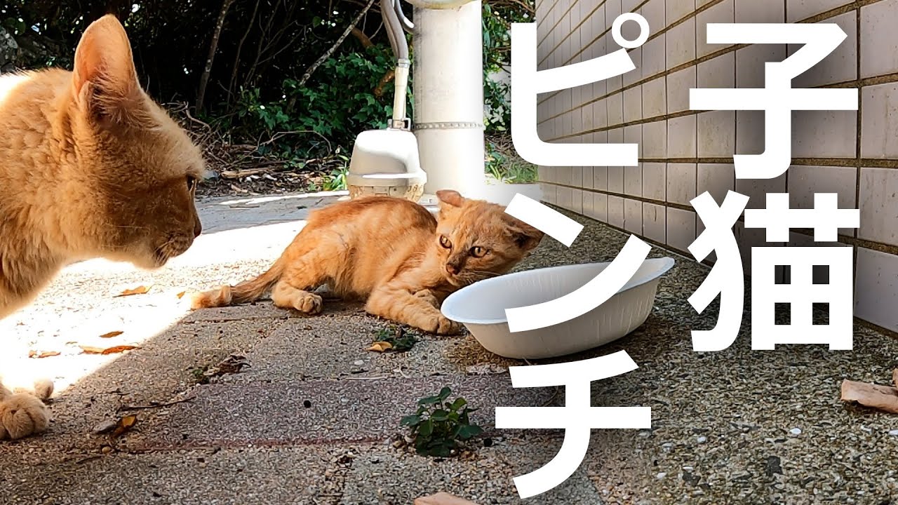 【子猫】エサを食べていると母猫に襲われる⁉その結果…
