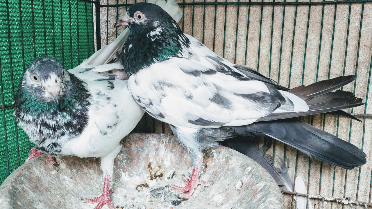 Pure salary Teddy Kabootar Pakistani Pigeon YouTube