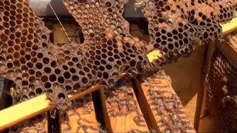 VARROA MITE DETECTION AND SAMPLING