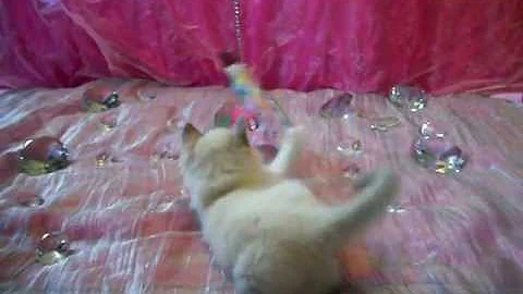 Video 1107041: blue lynx bicolour, lynx female, beautiful purebred