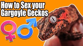 Sexing Gargoyle Geckos!