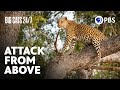 Predator Behavior and Strategy