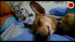 Dog Farts And Cat Hits Him