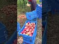 #food #garden #freshly #apple #funny #love #beautiful @SmilingKnittingYarn-nm5jn