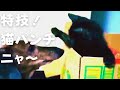 【子猫が必死に大きな犬に戦いを挑んだら】@taipi 【切り抜き】