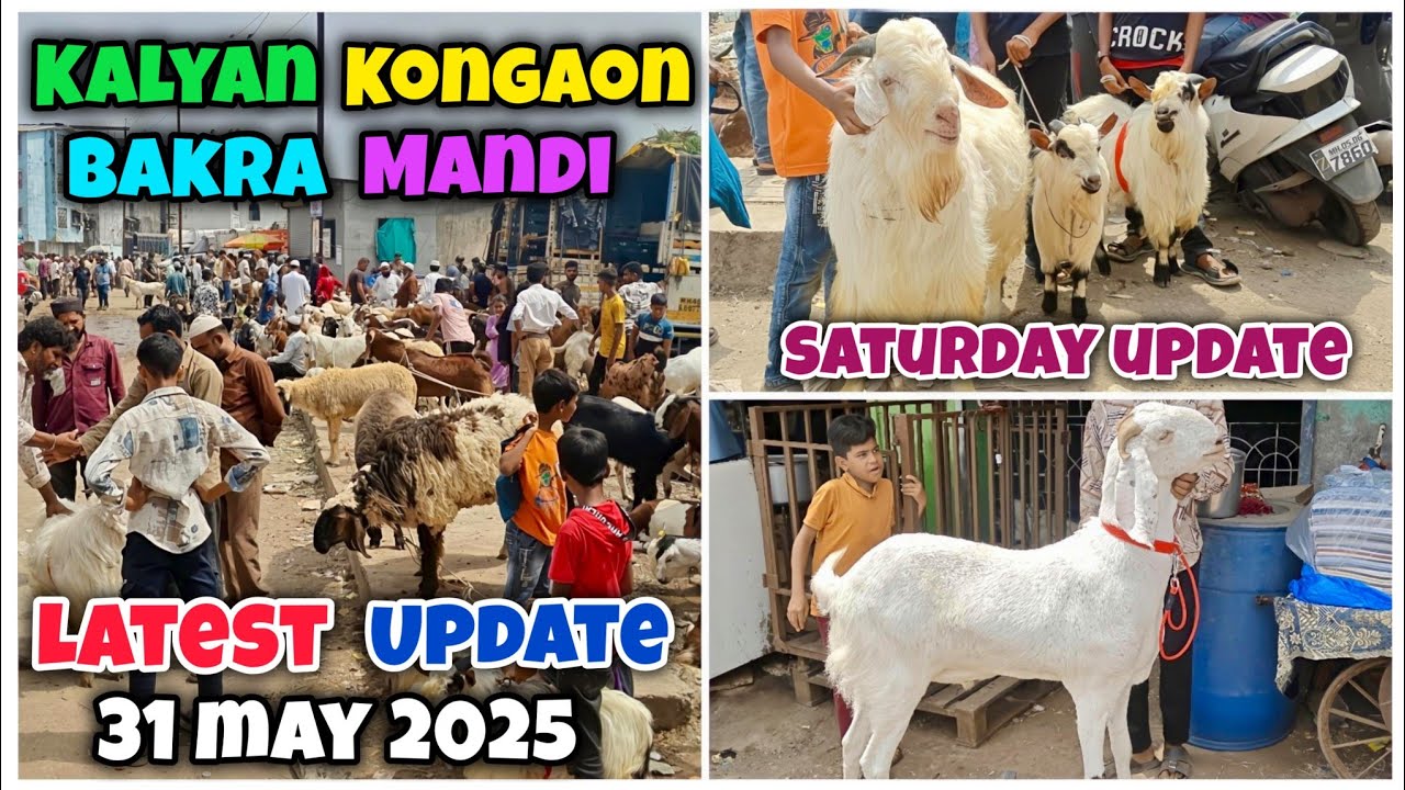 Kalyan Kongaon Bakra Mandi Saturday Latest Update 31 May 2025🤩
