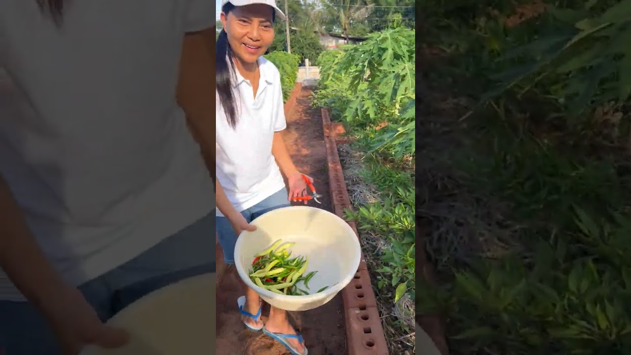 Sunareeสุนารีชวนชมสวนผักที่บ้านทำนบพัฒนาโคราชจ้า🌶️🌶️🍆🍆