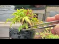 実生山もみじ片葉刈り後の作業【YMJ】 #盆栽 #bonsai