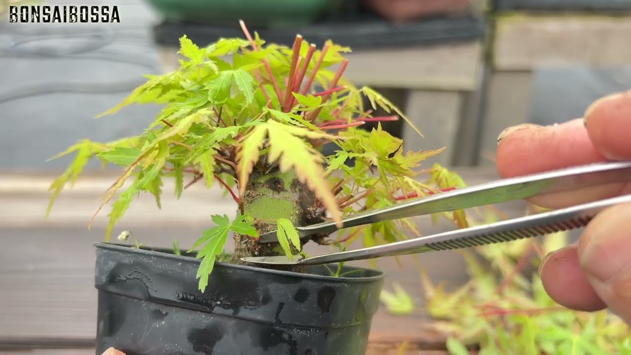 Post-pruning work on a seedling Japanese maple [YMJ] #bonsai - YouTube
