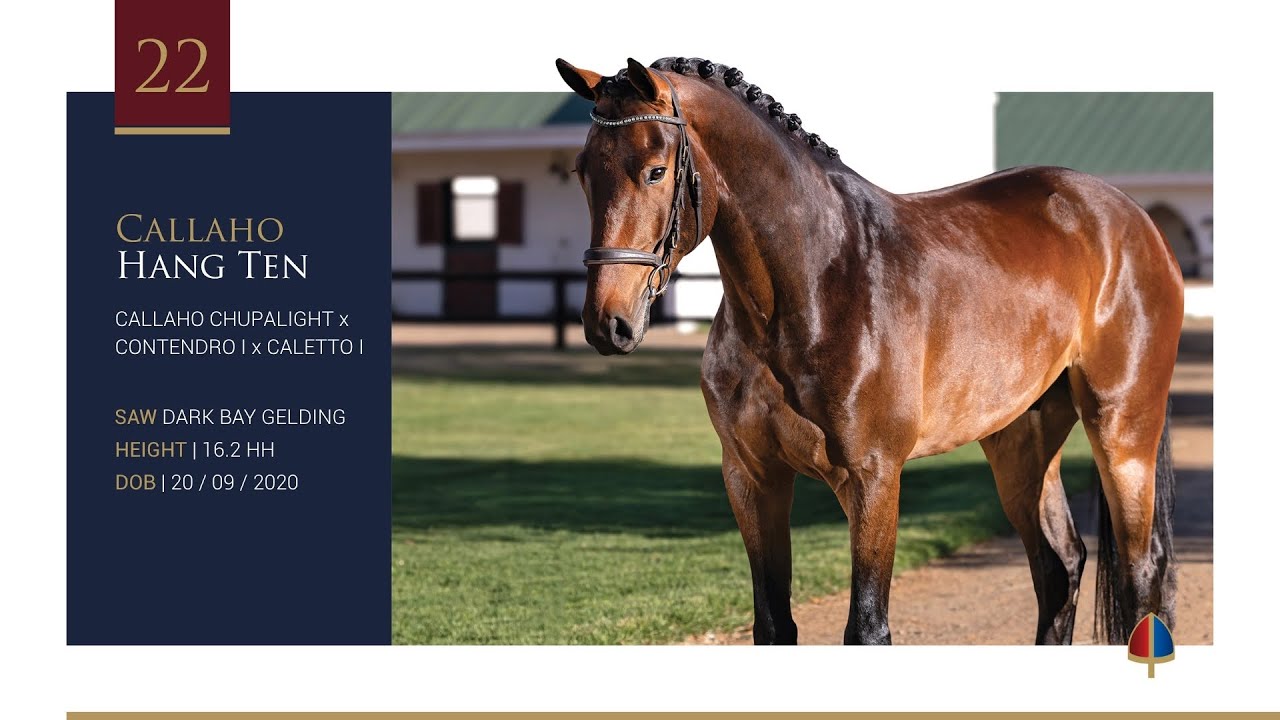 Lot 22 | Callaho Hang Ten (Callaho Chupalight x Contendro I x Caletto I)