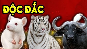 Tử Vi Mới Nhất, Thần Tài Điểm Tên 3 Con Giáp Nghèo Khổ Nhục Nhã Một Bước Làm ĐẠI GIA.