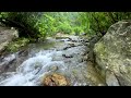 Wander the Forest of Dreams: Follow the Sound of Water
