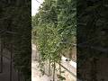 "اكتشف سر نجاح الفواكه الحمراء بالمغرب #maroc #strawberry #اكسبلور #maroc