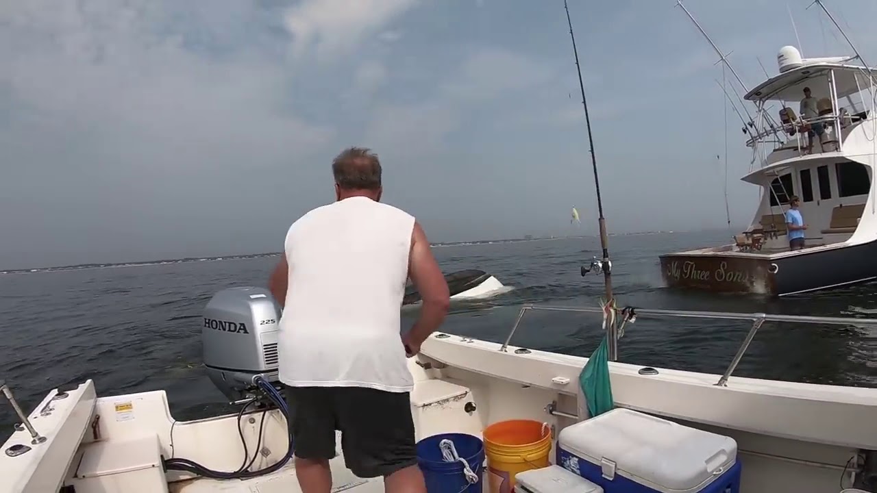 Whale capsizes fishing boat off Jersey Shore YouTube