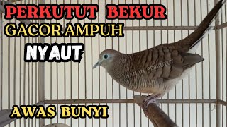 Perkutut Pikat Gacor Ampuh Pancingan Agar Mengundang Lawan