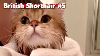 Golden British Shorthair #05 | Maple Cat | This is Cat