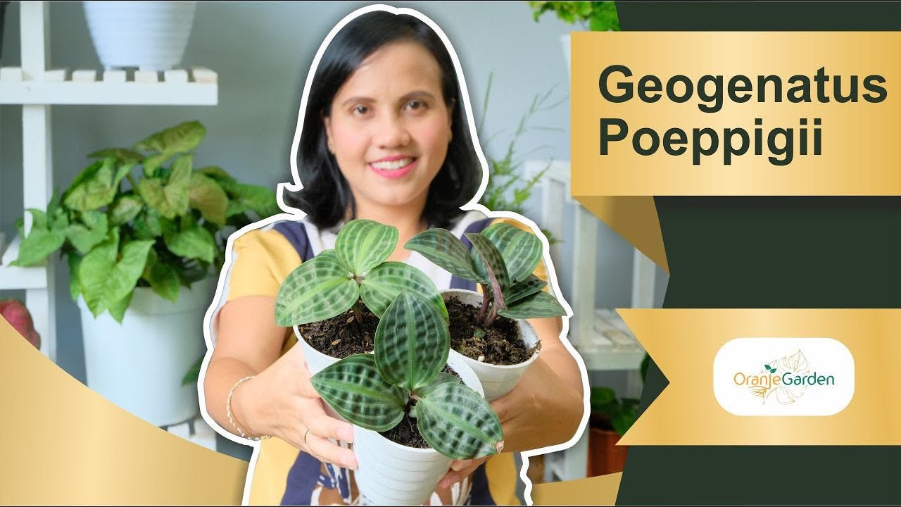 Pacingkura atau geogenanthus poeppigii