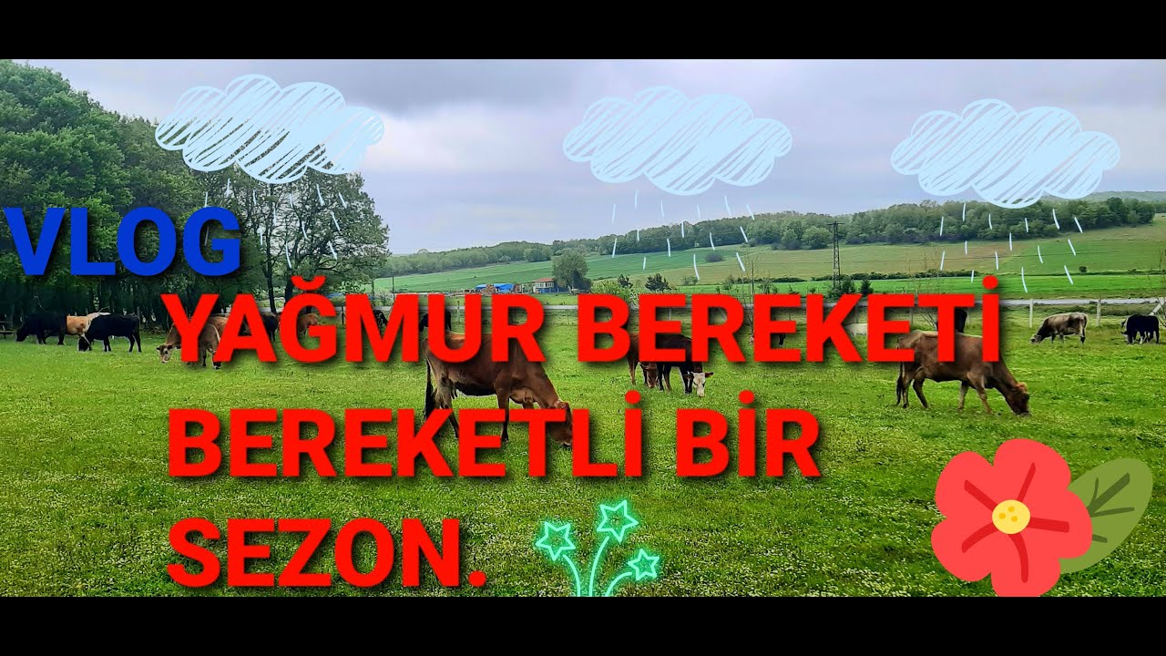 TRAKYADAN SELAMLAR SEVGİLER/YAĞMUR BEREKETİ/OT BOL /#büyükbaş #hayvancılık #vlog #merahayvancılığı