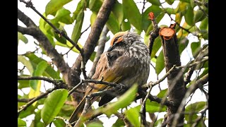 Straw-Headed Bulbull