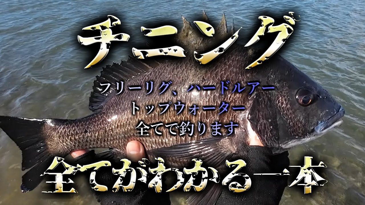 【100％釣れる】ど素人からわずか４か月で200匹以上釣った秘訣を教えます【チニング】
