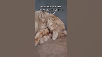 Too much cat nip for this cat! 🙈 #funnycats #cats #orangecat #catnip #funny #cute