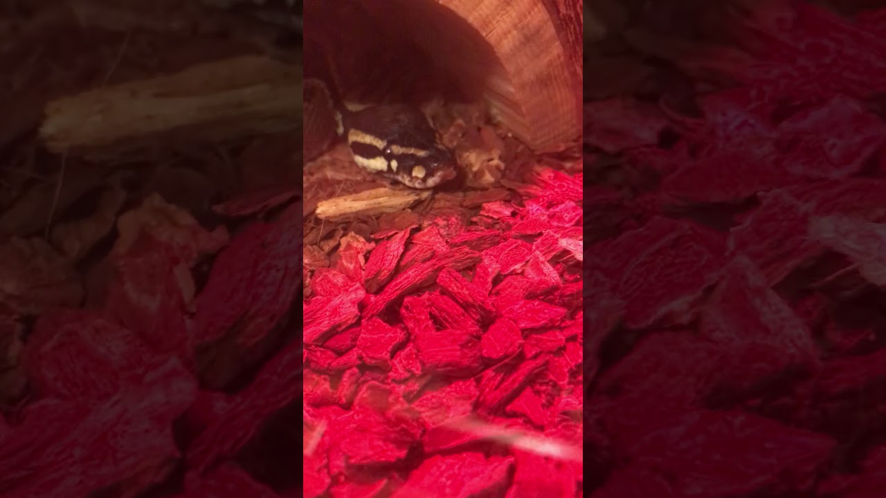 upload image My snake Charlie