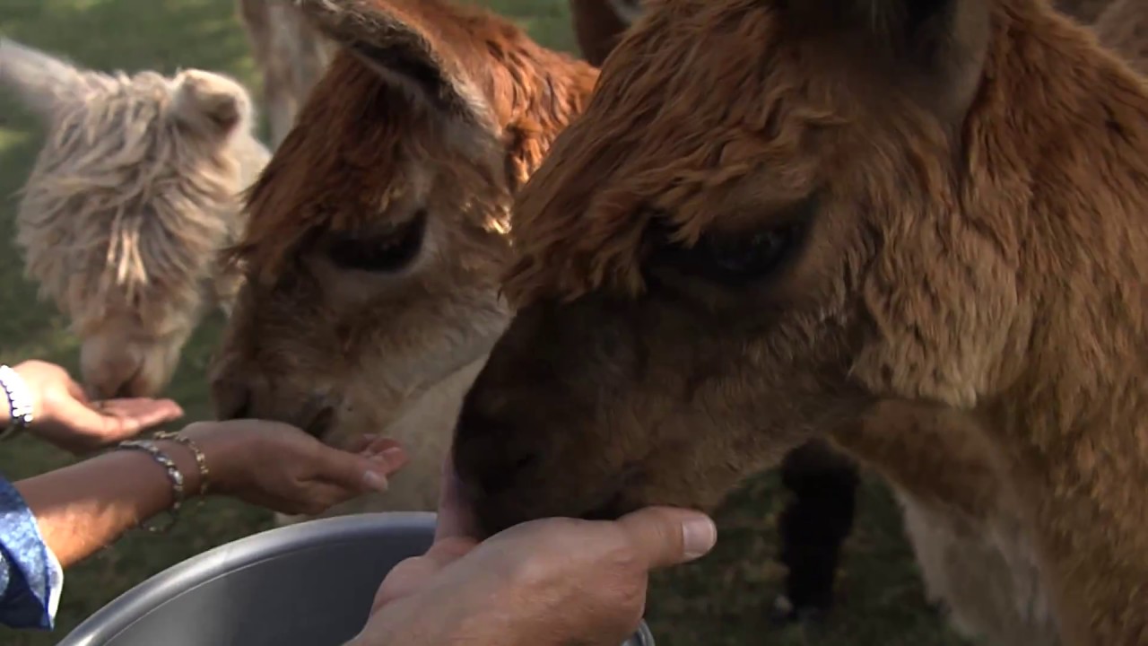 Rock’n D Alpaca Farm