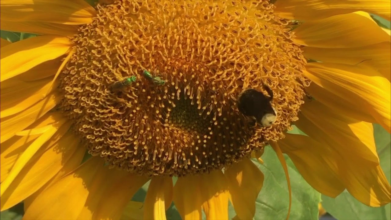 Sunflowers The Magical Pollinator and Restoration Plant YouTube