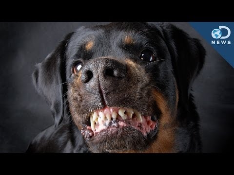 Video: Zijn Pit Bulls echt agressiever dan andere rassen?