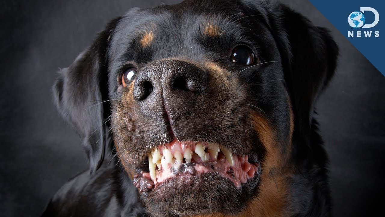 Are Certain Dog Breeds Predisposed To Aggression?