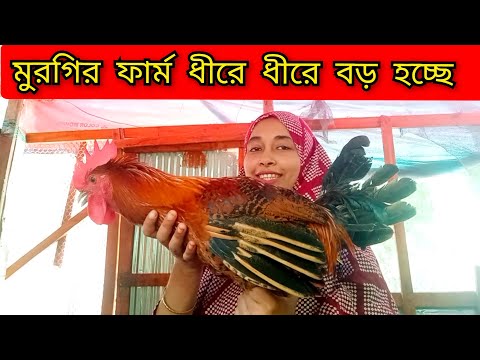 আমাদের মুরগির ফার্মের বর্তমান অবস্থা। Modetn Youtube Family